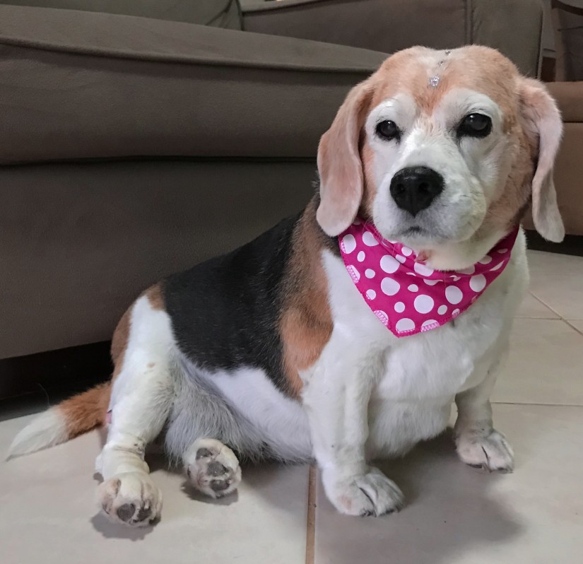 CACAU "Cati" (Canino fêmea) Beagle C4