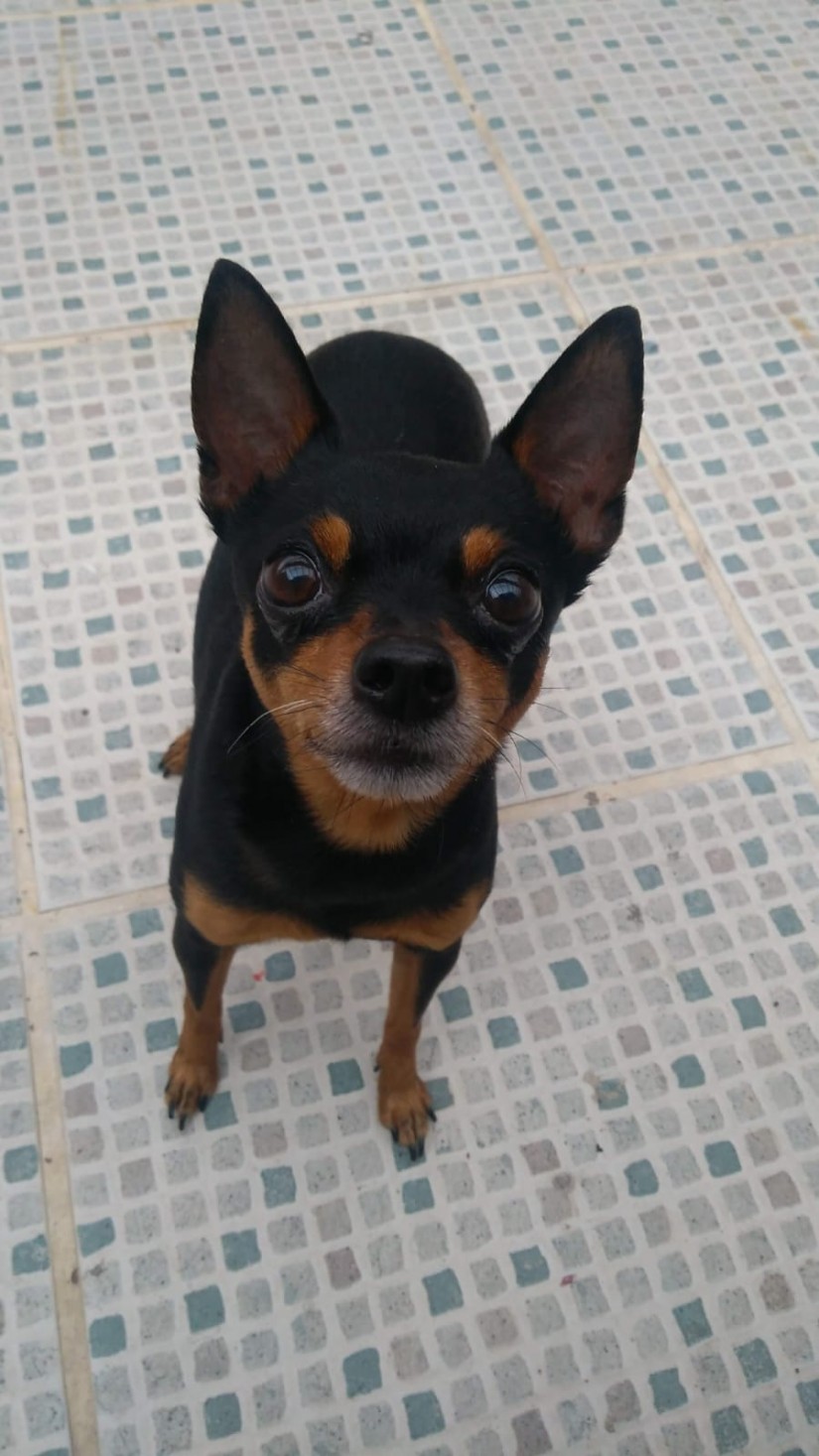 OBAMA (Canino  macho) Pinscher C3