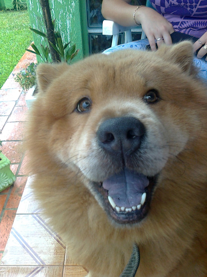XODÓ (Canino macho) Chow-Chow C4