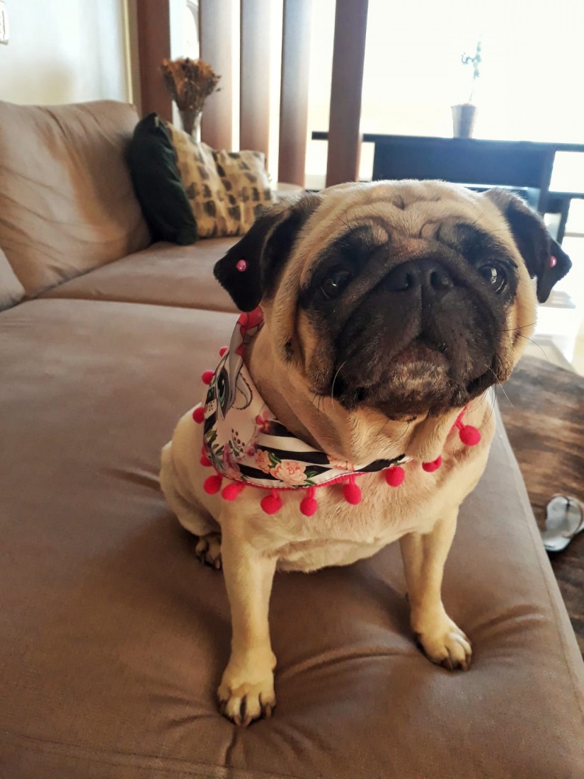 AYRA (canino fêmea) Pug C1