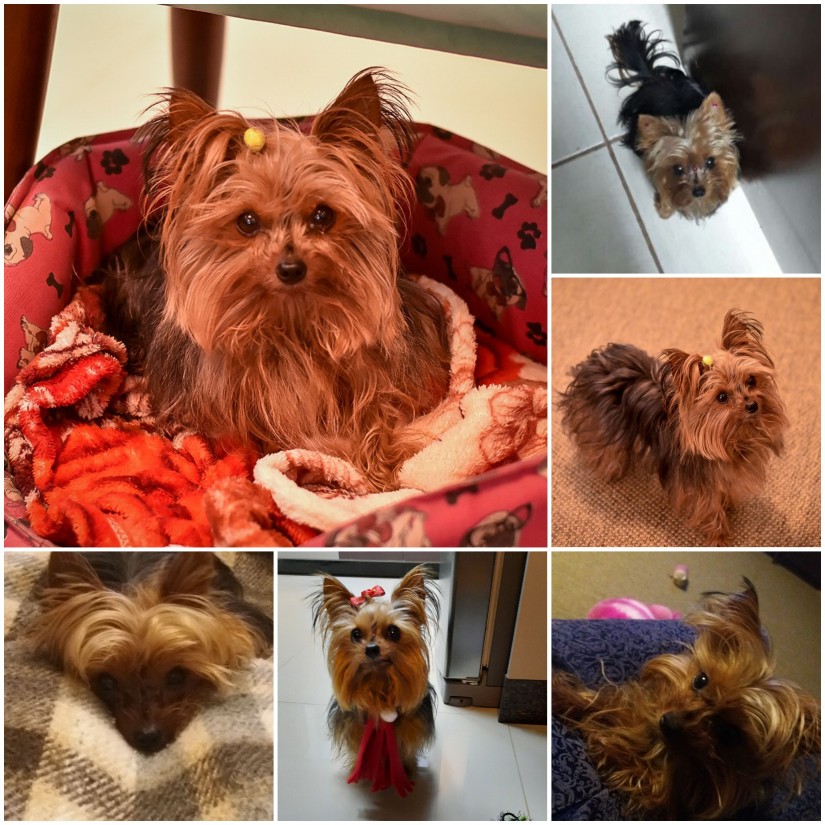 CINDY (Canino fêmea) Yorkshire Terrier C1