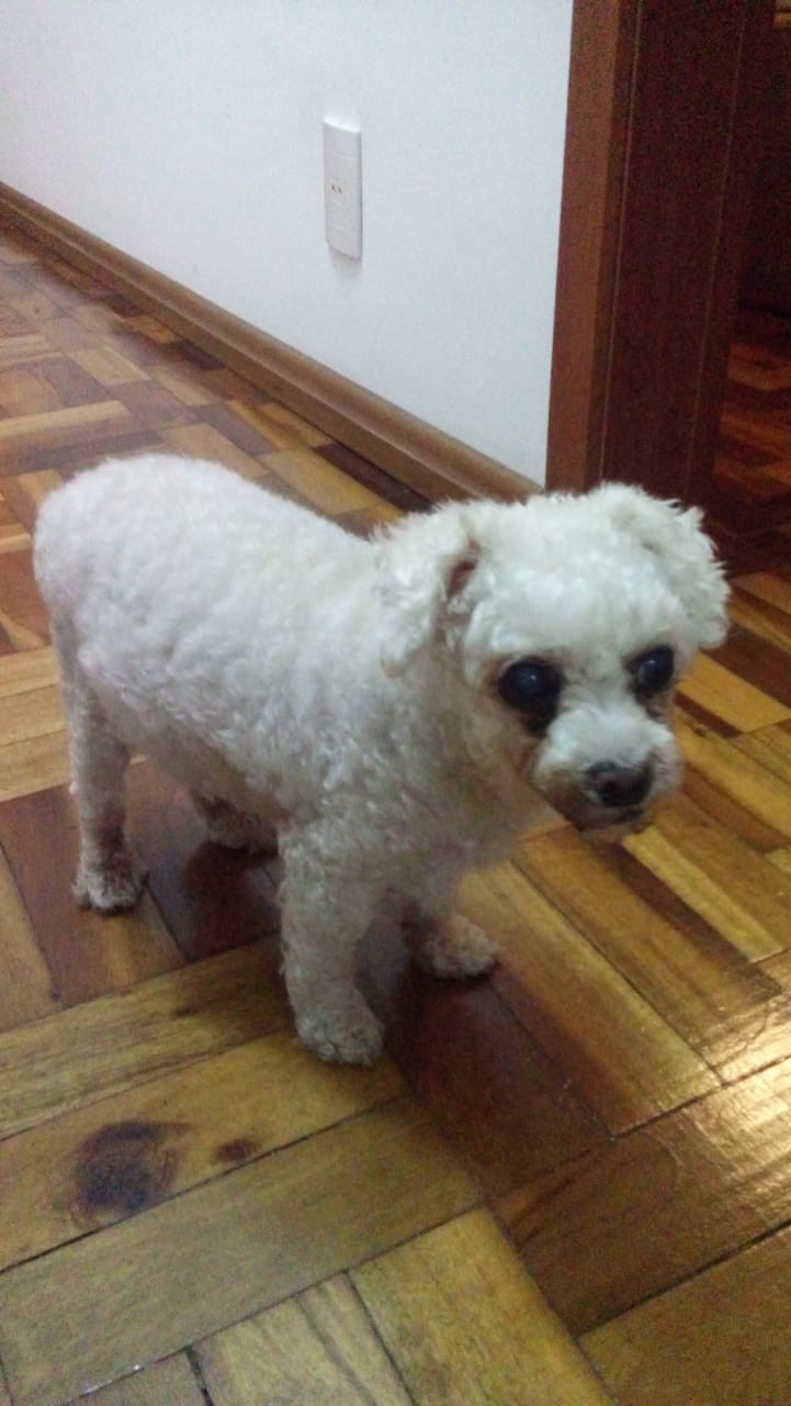JOHNNY (Canino macho) Poodle C2