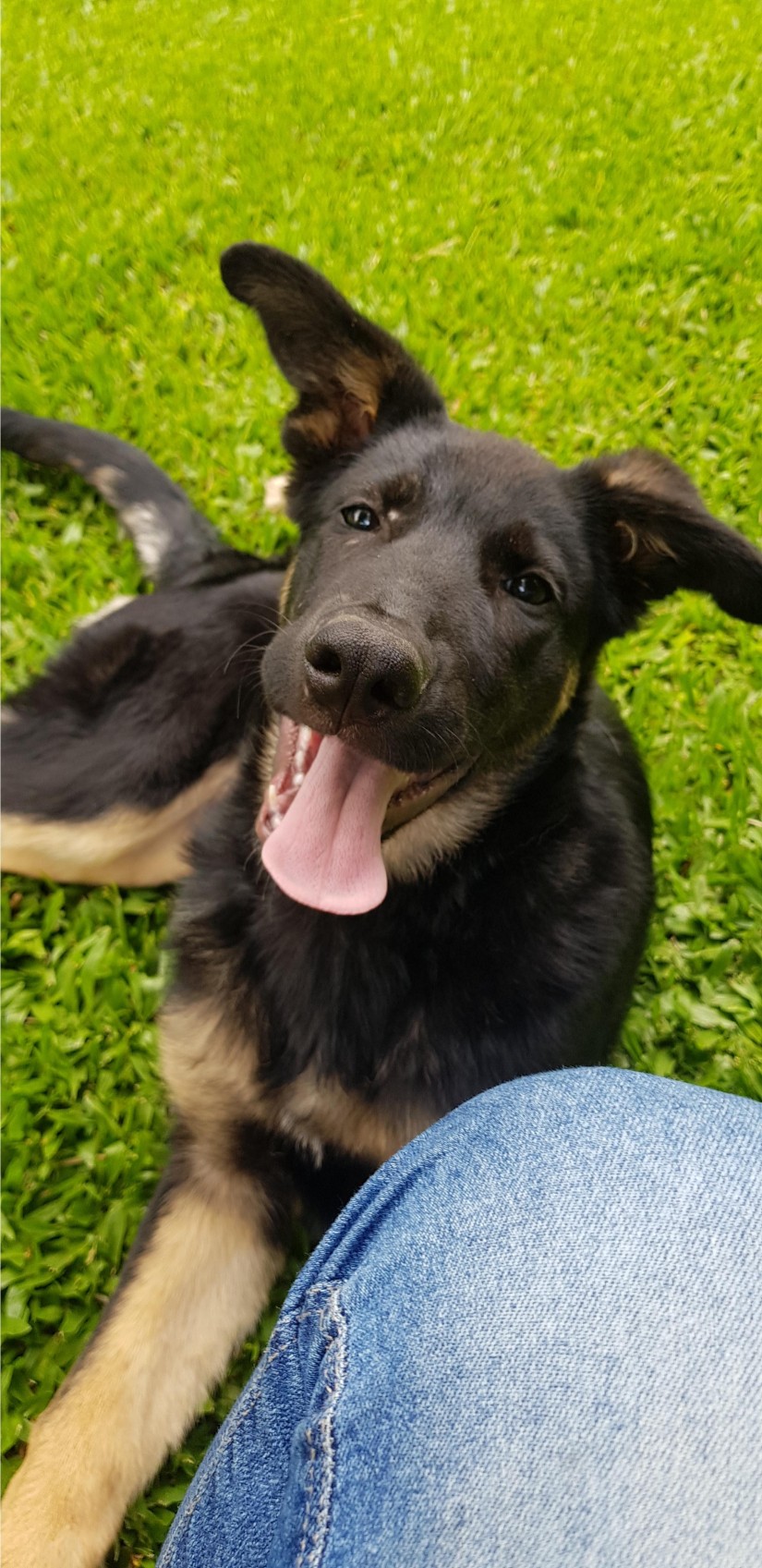 OZZY (Canino macho) Pastor Alemão C3