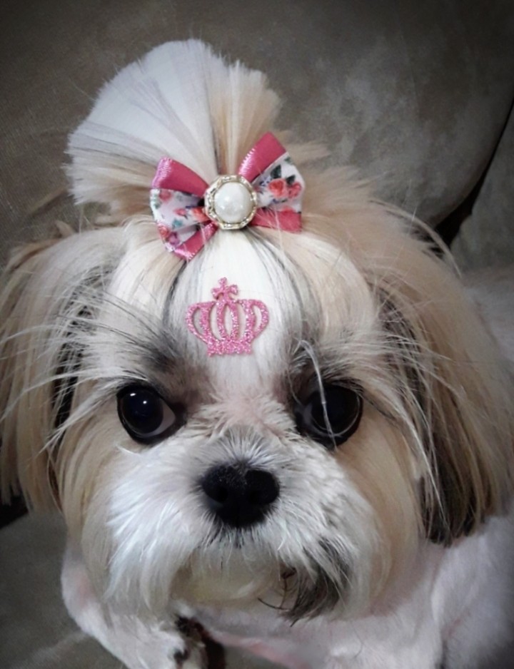 WICKY (Canino fêmea) Shih tzu C3