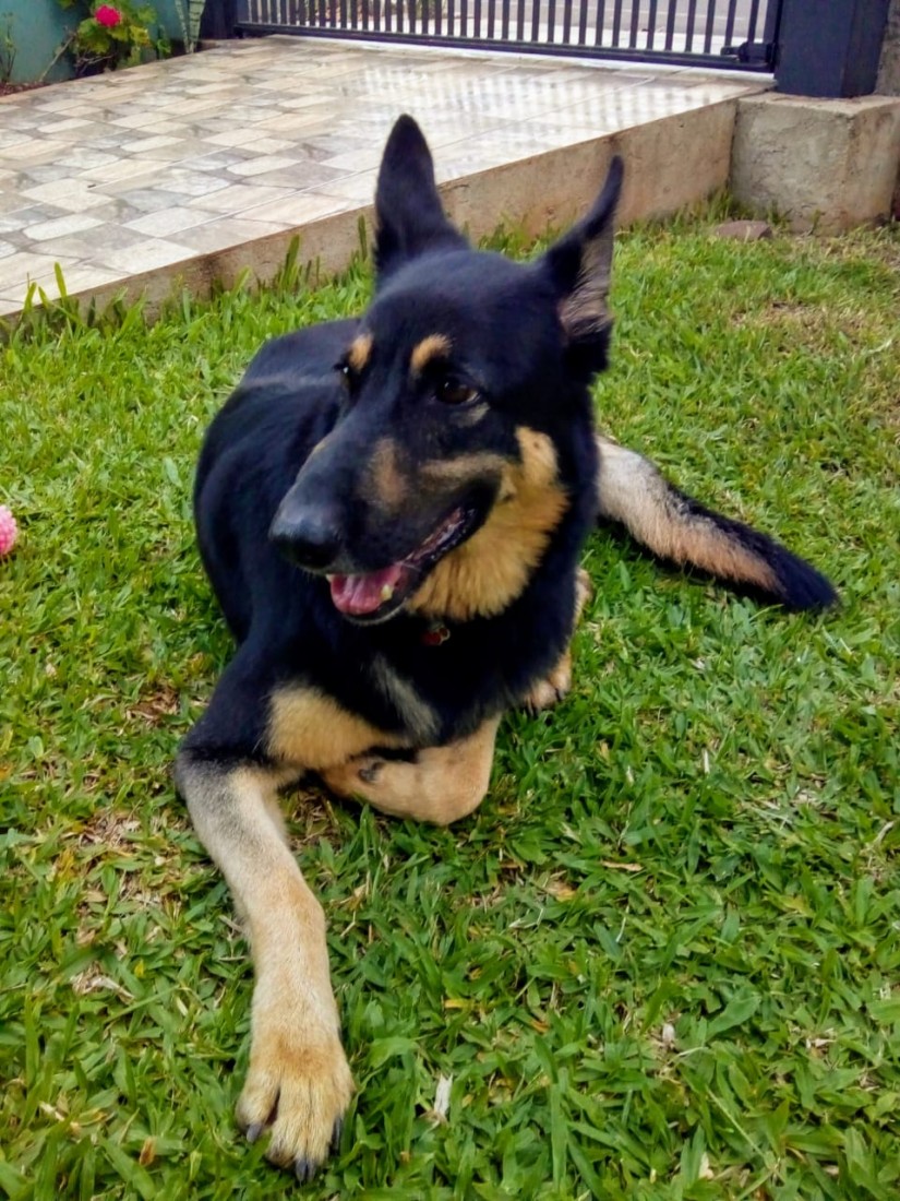 SHEEVA (Canino fêmea) Pastor Alemão C1
