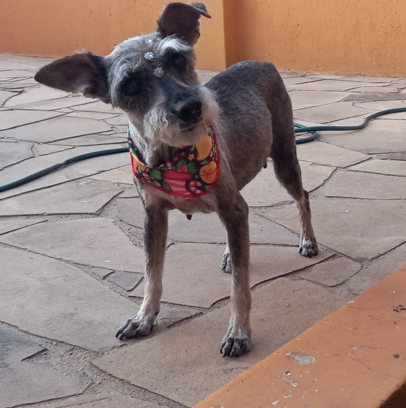 PITTY (Canino macho) Schnauzer C1